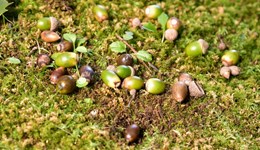 Be on the lookout for acorn poisoning this autumn